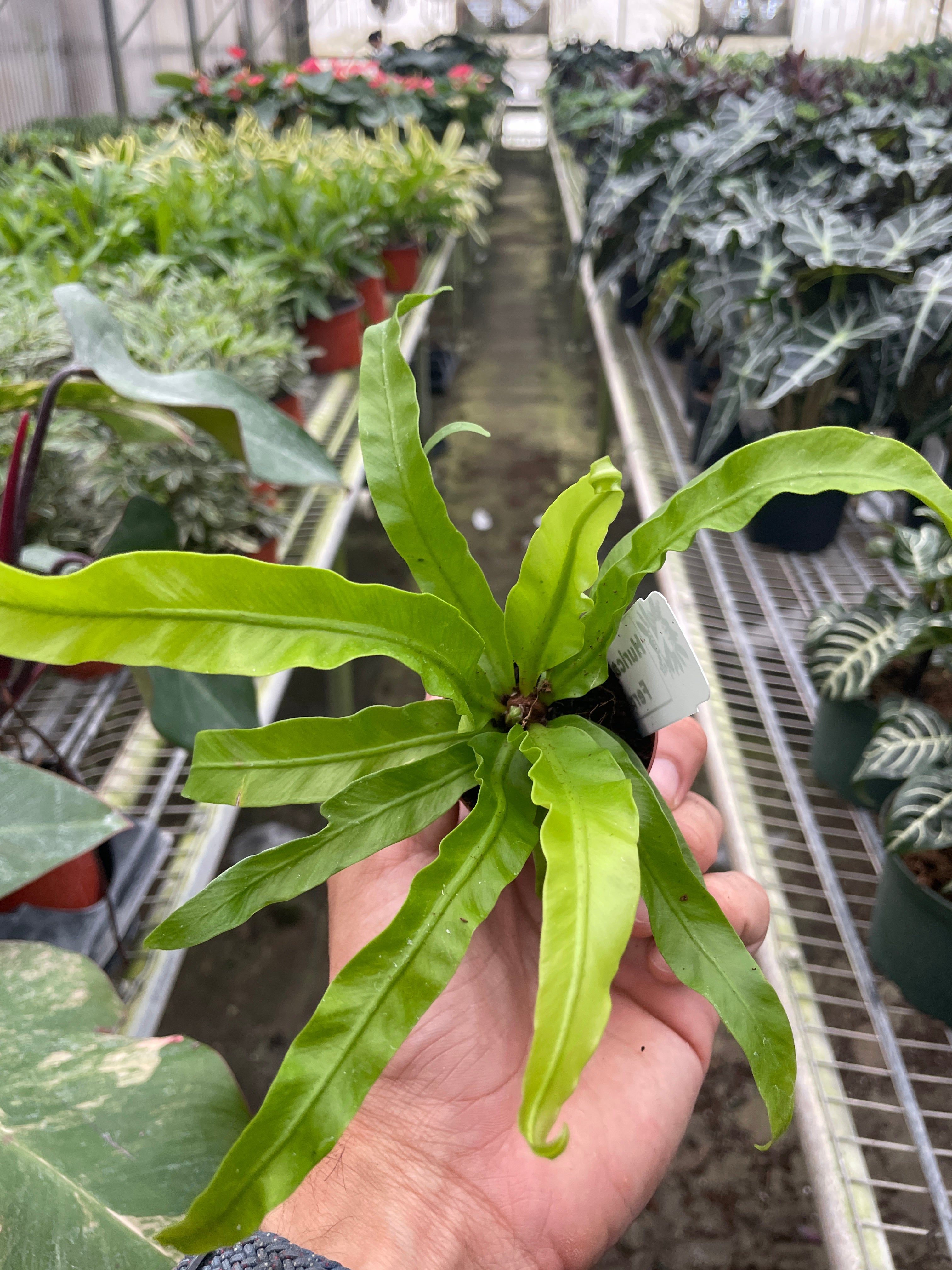 bird's nest fern burnt leaves Fern 'Bird's Nest Hurricane' – Root & Co