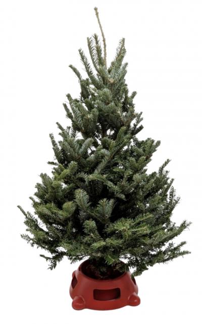 3'-4' Fraser Fir Christmas Tree with Stand