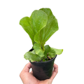 Fern 'Elephant'