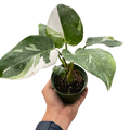 Philodendron 'White Princess'