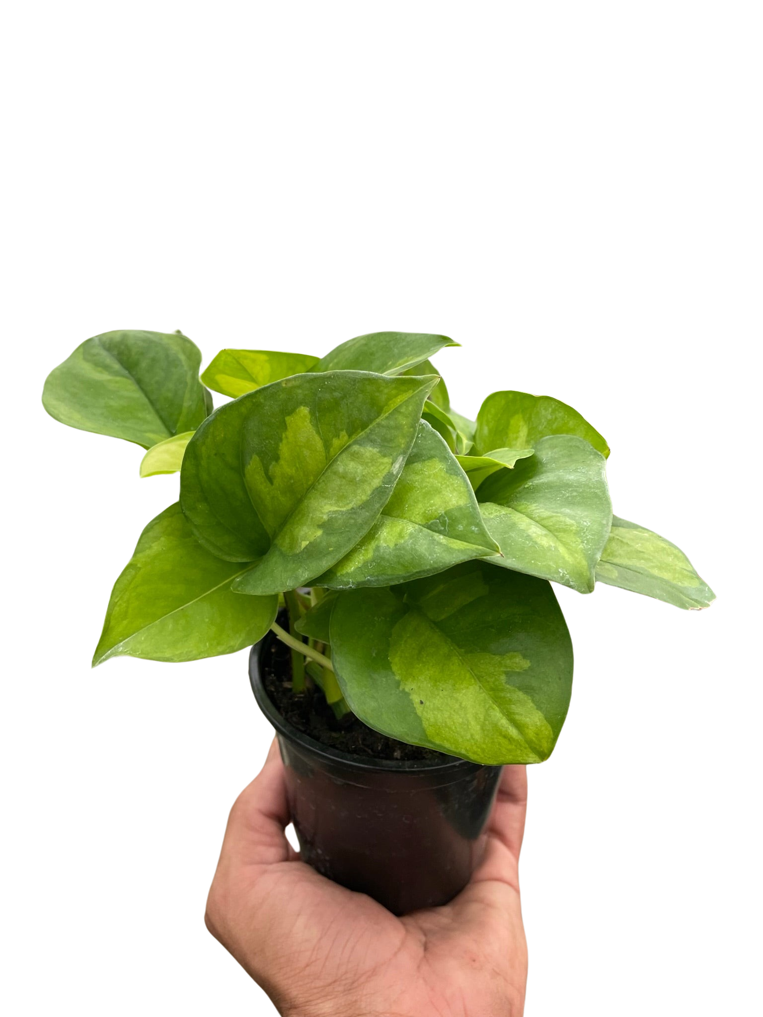 Pothos 'Global Green'