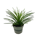 Succulent Agave Twin Flower
