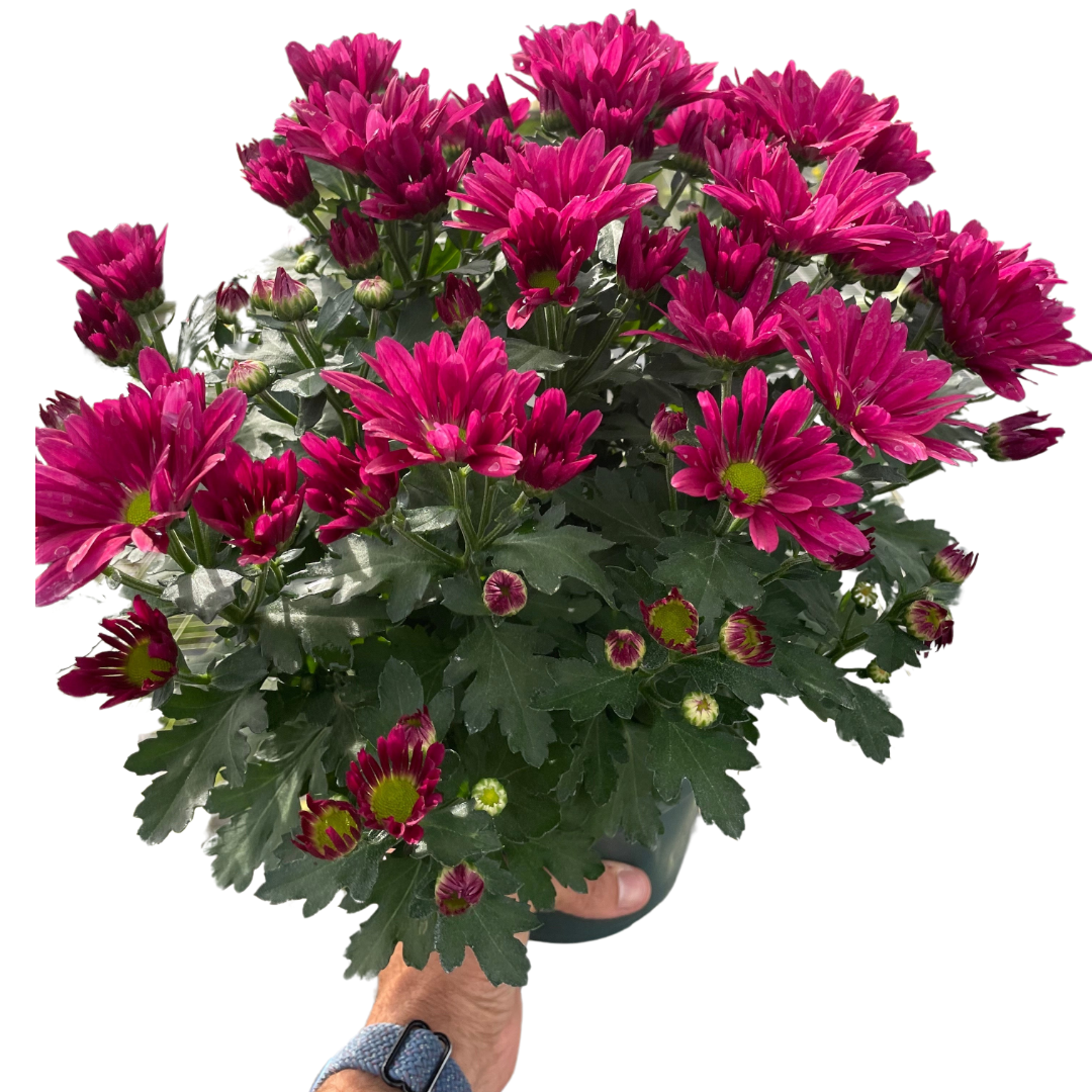 Mums (Chrysanthemum)