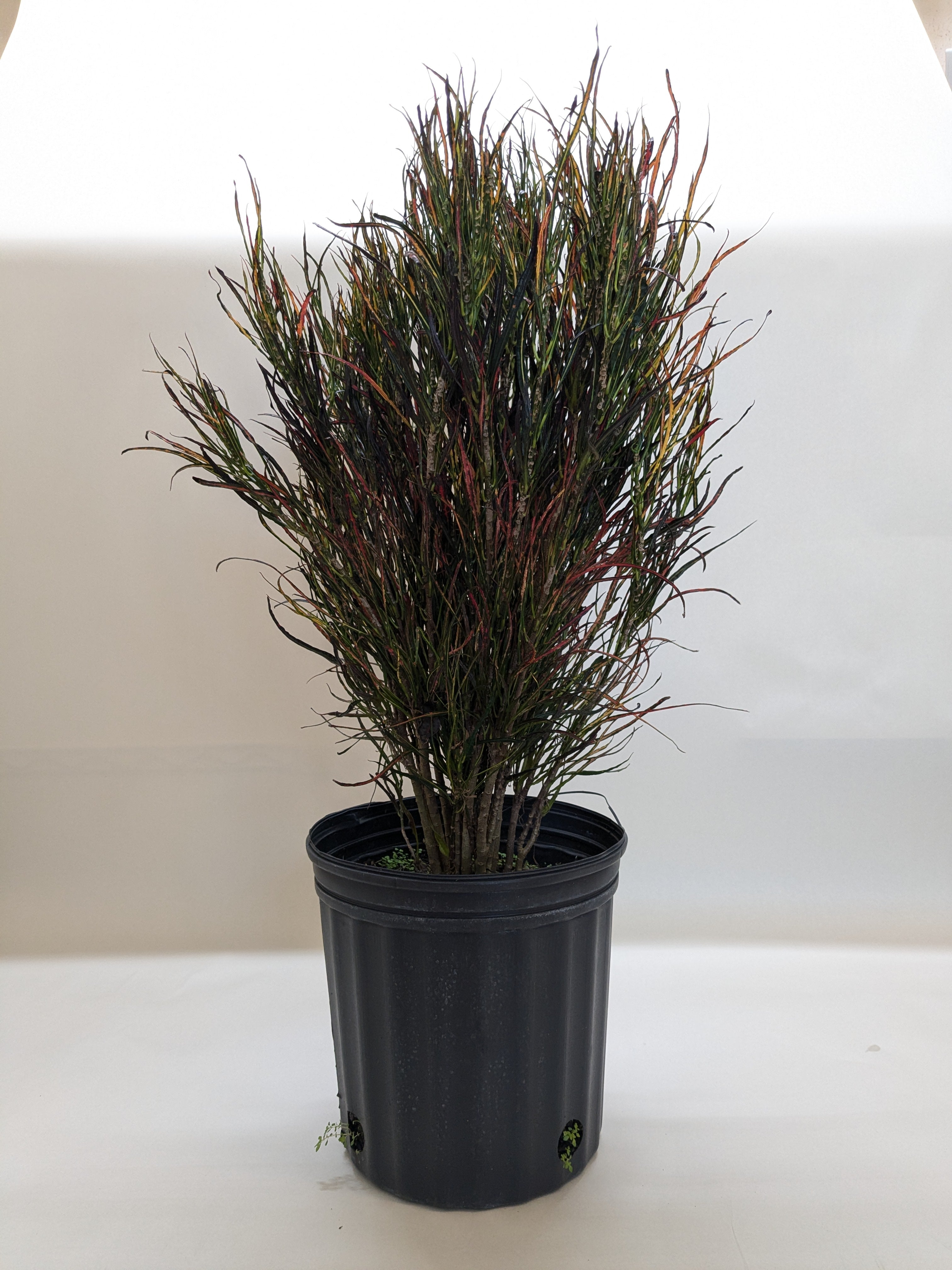 Croton 'Picasso'