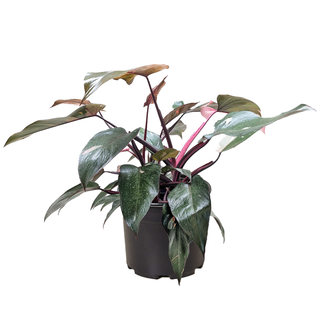 Philodendron 'Pink Princess'