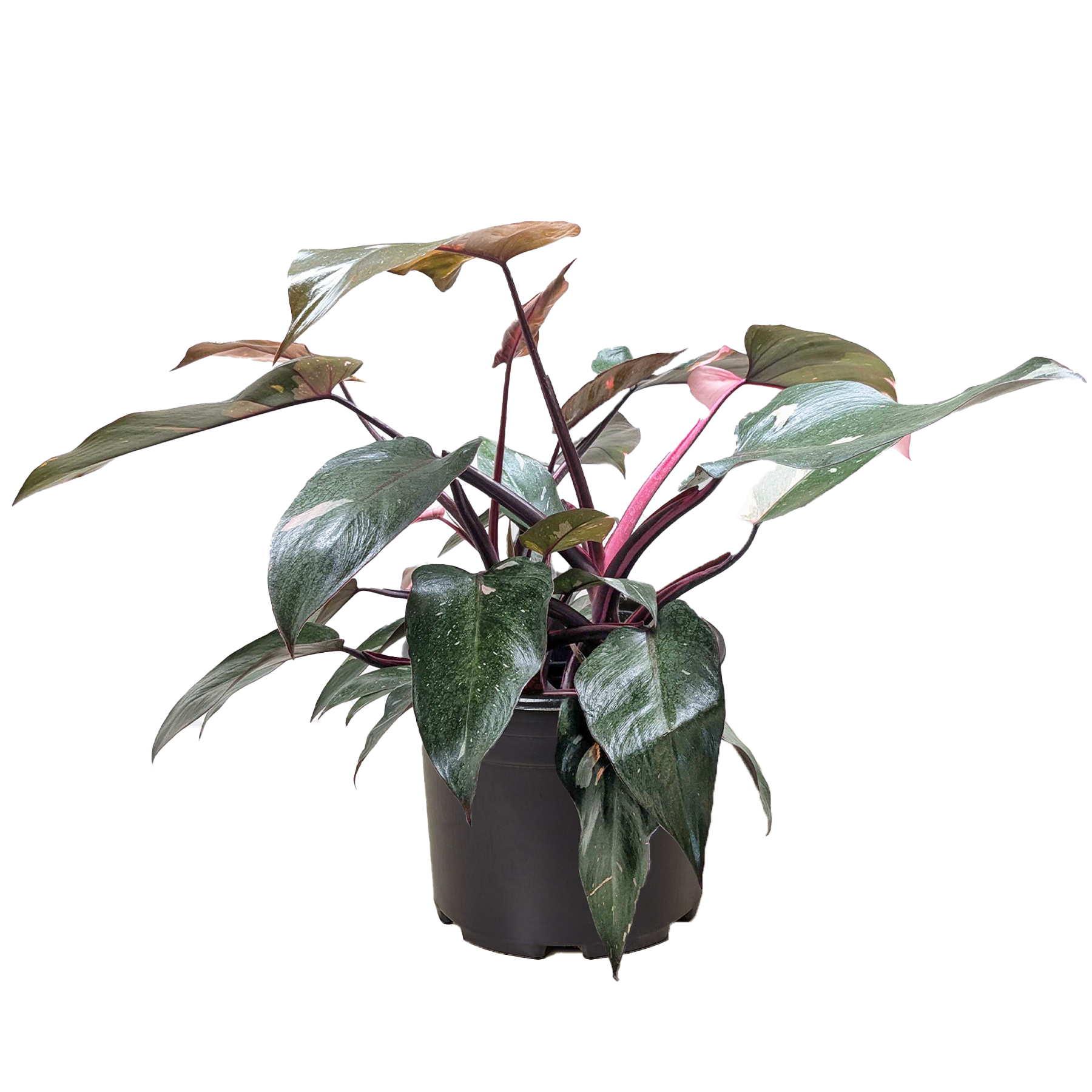 Philodendron 'Pink Princess'