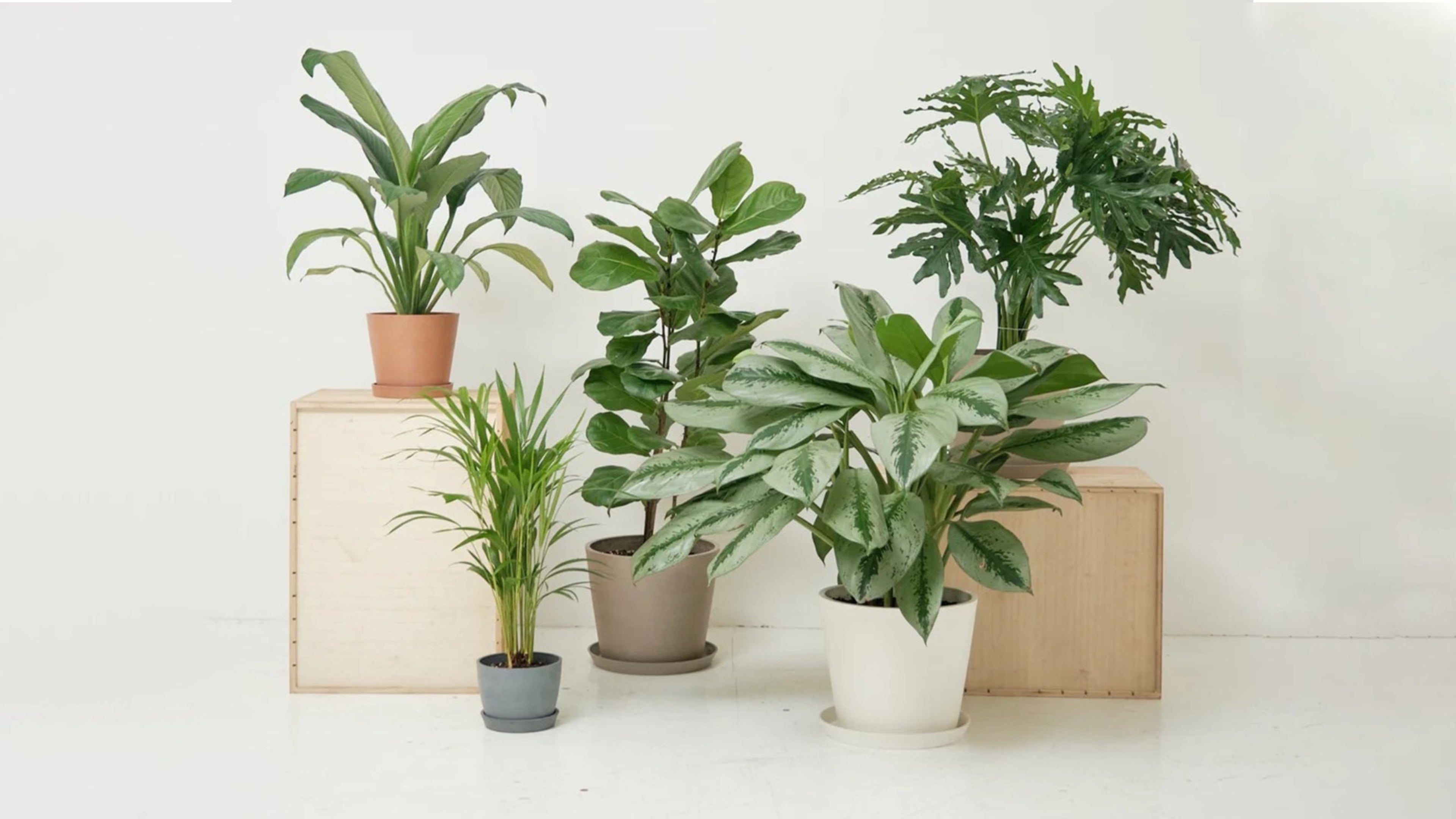 Collection of potted plants on a white background