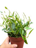 Peperomia 'Angulata'